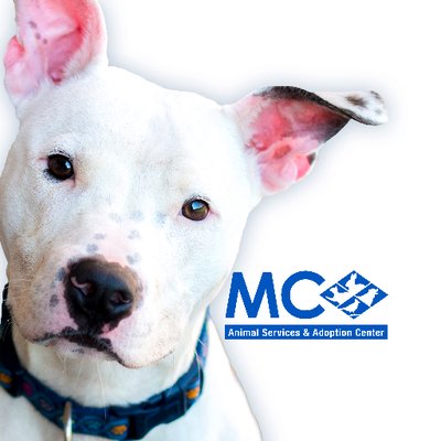 New Maryland Animal Cruelty Law